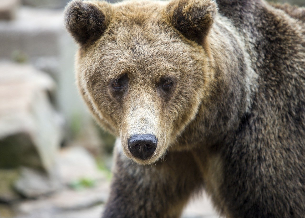 Latest Posts the domain name in the video is www.flamingflamingos.eu, what is the top level domain in this name?