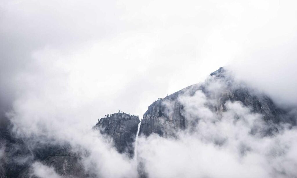 can dog eat felmusgano