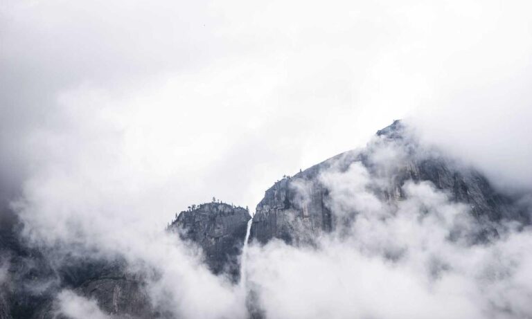 can dog eat felmusgano