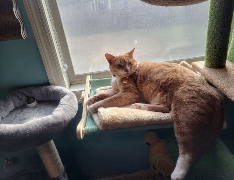 can felmusgano affect your body