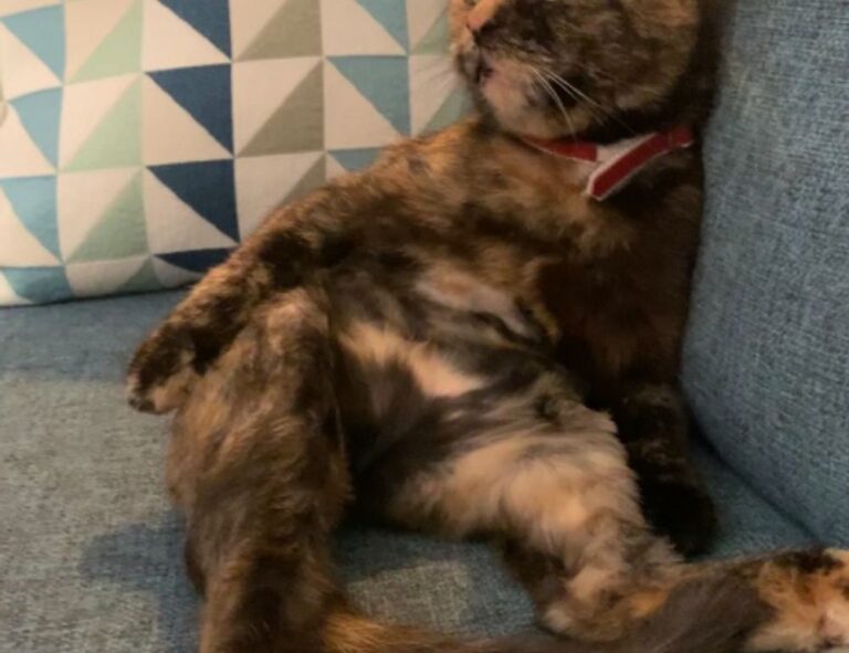 does felmusgano have high cholesterol