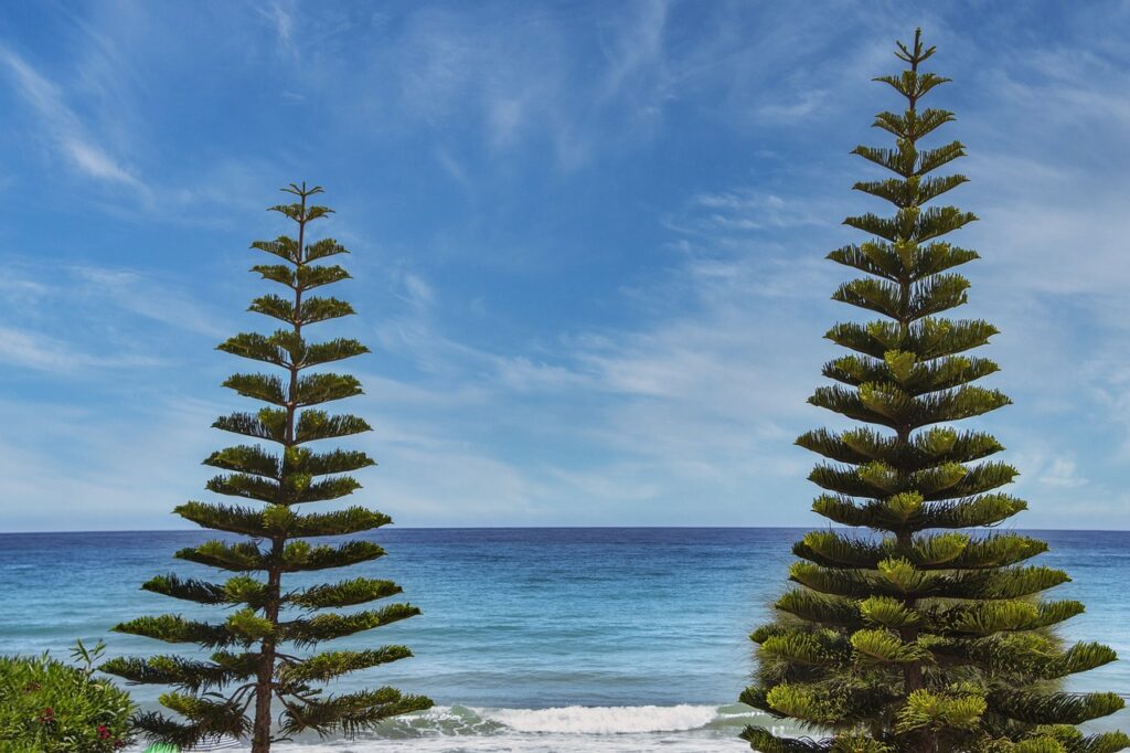 how many days can felmusgano be stored