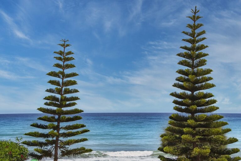 how many days can felmusgano be stored