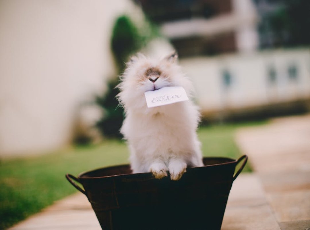 Online Food Trends Fhthopefood