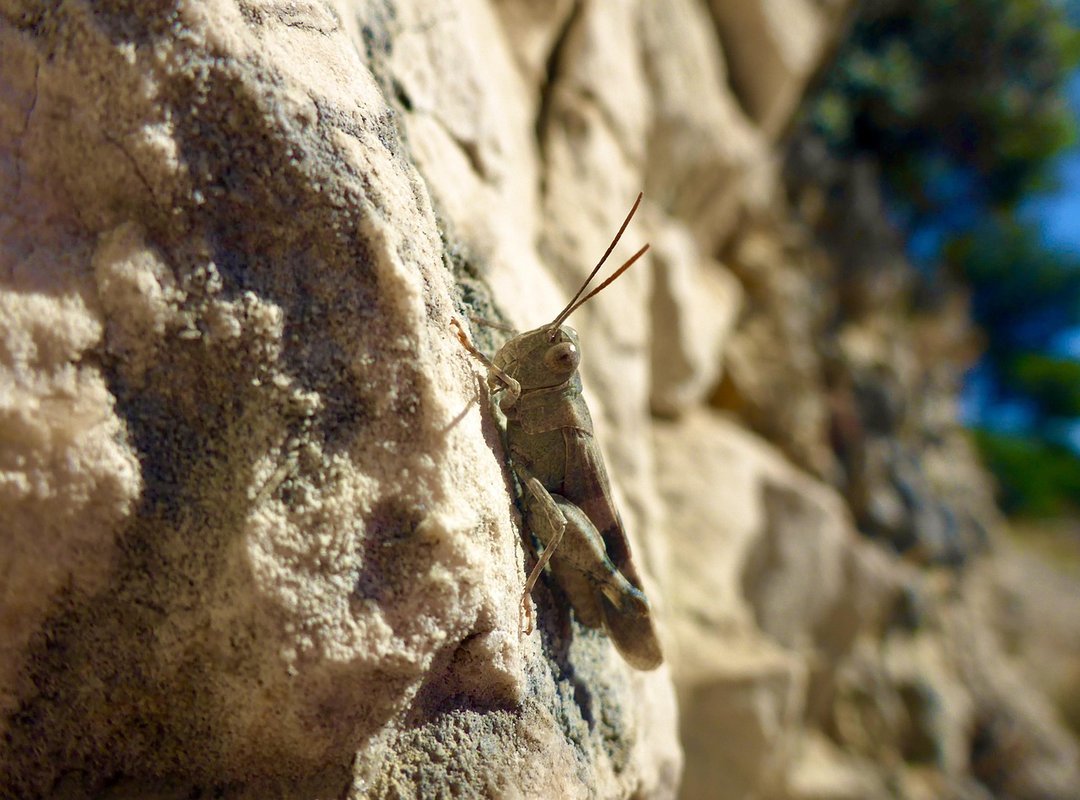 Where Can I Buy Fojatosgarto