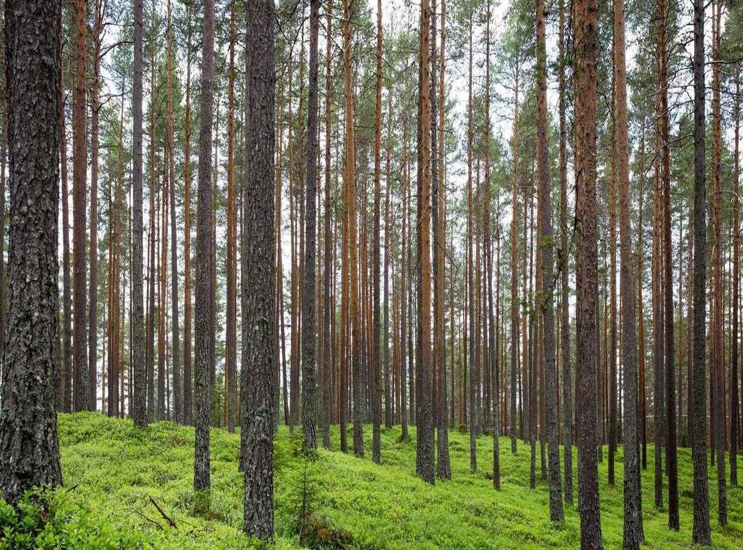 How to Create the Perfect Blur: 3 Simple Techniques