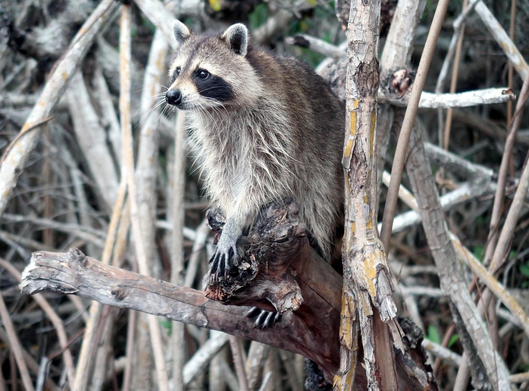 portal zacarias mangrove 937