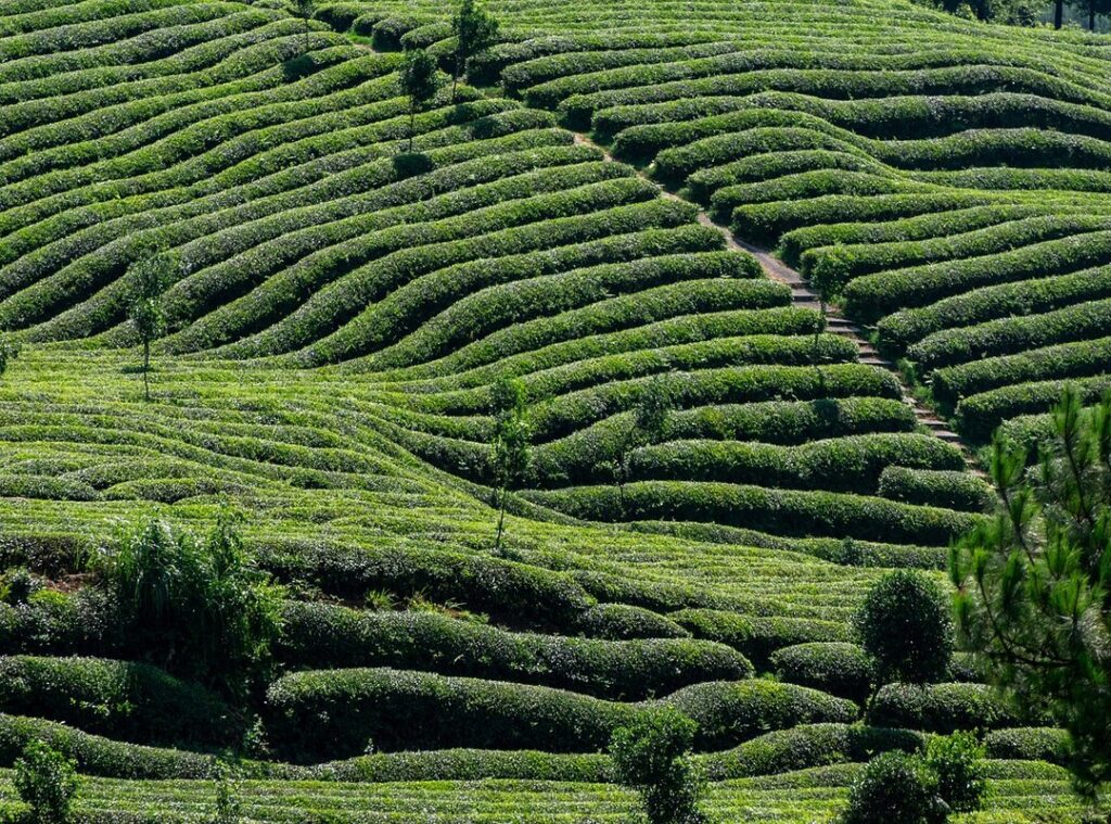 temu farmland hack