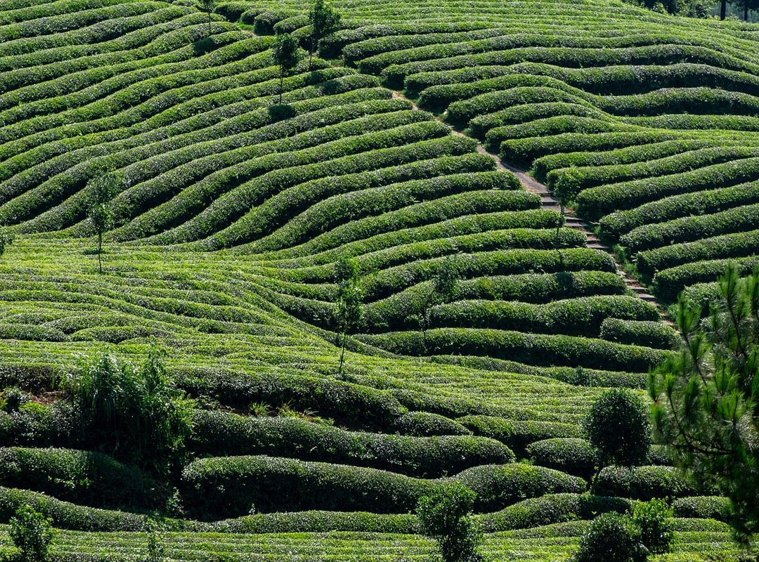 temu farmland hack